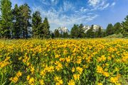 Peeking Over The Yellow. Photo by Dave Bell.