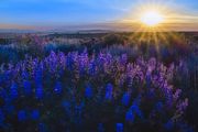 Sunlit Sunset Lupine. Photo by Dave Bell.