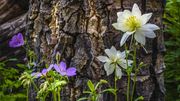 Wild Rose And Columbine. Photo by Dave Bell.