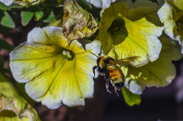 Bee There. Photo by Dave Bell.