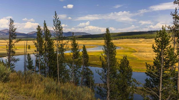 Hayden Valley Gold. Photo by Dave Bell.