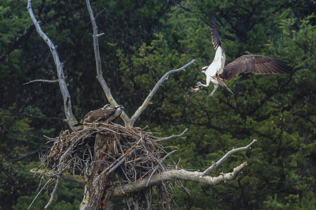 Food For The Kids. Photo by Dave Bell.