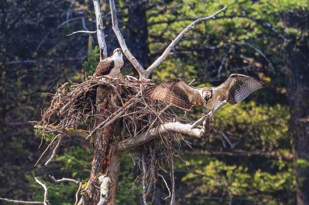 Osprey Chick Wing Flappin... Photo by Dave Bell.