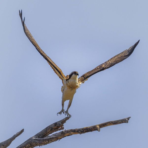 Osprey Chick Flight--Up And Away. Photo by Dave Bell.