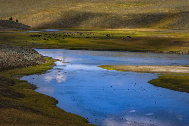 Bedded Buffalo In The Bend--Hayden Valley. Photo by Dave Bell.