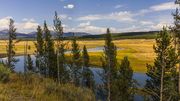 Hayden Valley Gold. Photo by Dave Bell.