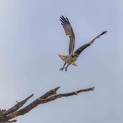 On His Way. Photo by Dave Bell.