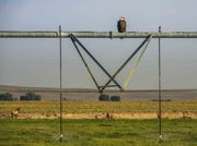 Baldy, Center Pivot And Farson Elk--Quite A Combination. Photo by Dave Bell.