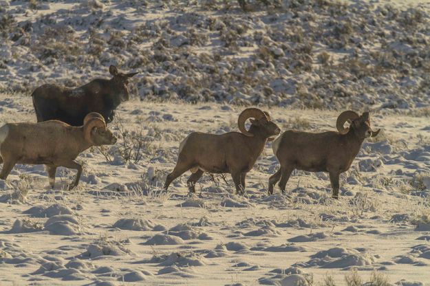 Three Rams And A Moose. Photo by Dave Bell.