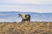 Wild Horses. Photo by Dave Bell.