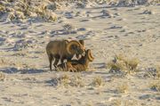 Two Rams. Photo by Dave Bell.