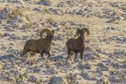 Two Rams A 'Runnin. Photo by Dave Bell.