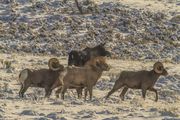 How Bout Four Rams And A Moose!. Photo by Dave Bell.