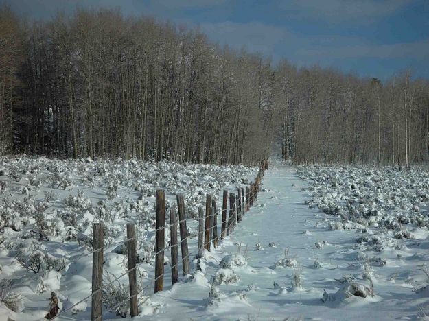 Fence Line. Photo by Dave Bell.