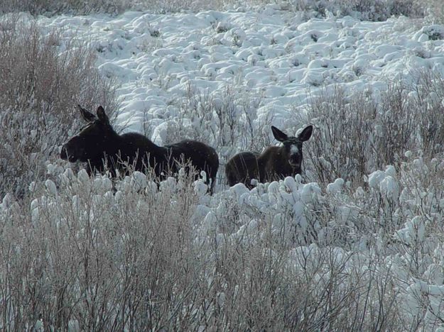 Dry Beaver Moose. Photo by Dave Bell.