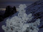 Hoar Frost Covers Pine--Chilly Morning. Photo by Dave Bell.