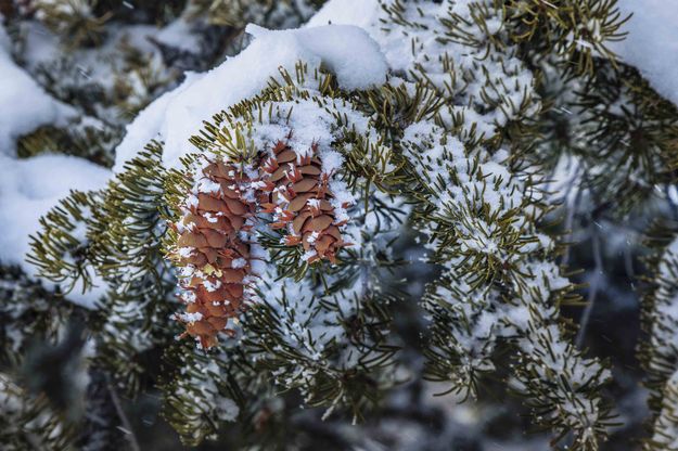 Study In Pinecone Growth. Photo by Dave Bell.