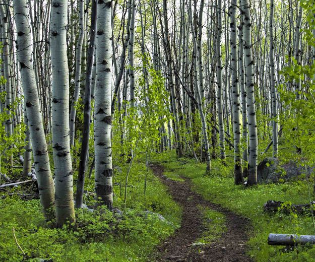 Walking The Beaten Path. Photo by Dave Bell.