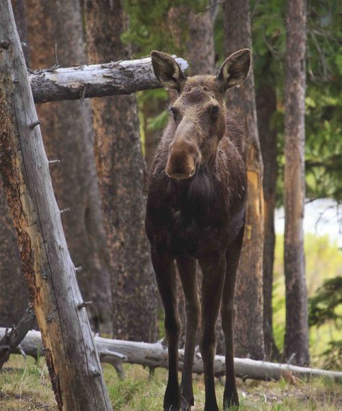 Curious--Nearly Got Me Run Over!. Photo by Dave Bell.