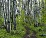 Walking The Beaten Path. Photo by Dave Bell.