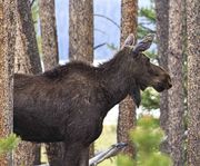 Upper Green Moose. Photo by Dave Bell.