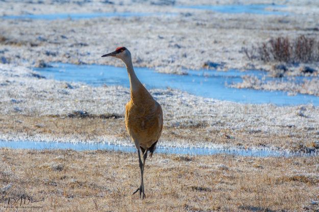 Sandhill Crane. Photo by Dave Bell.