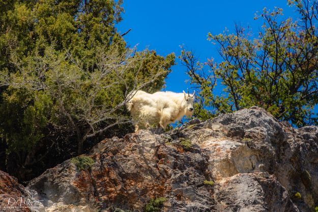 Goat On High. Photo by Dave Bell.