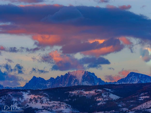 Fremont Sunset Pink. Photo by Dave Bell.