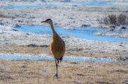 Sandhill Crane. Photo by Dave Bell.