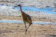 Sandhill At The Rim. Photo by Dave Bell.