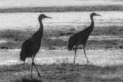 Sandhill Black and White Silhouette. Photo by Dave Bell.