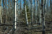 Spring Aspen Grove. Photo by Dave Bell.