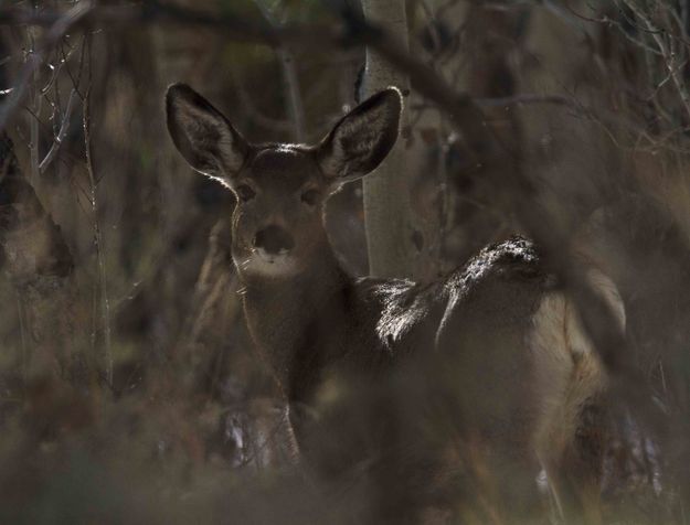 Focus. Photo by Dave Bell.