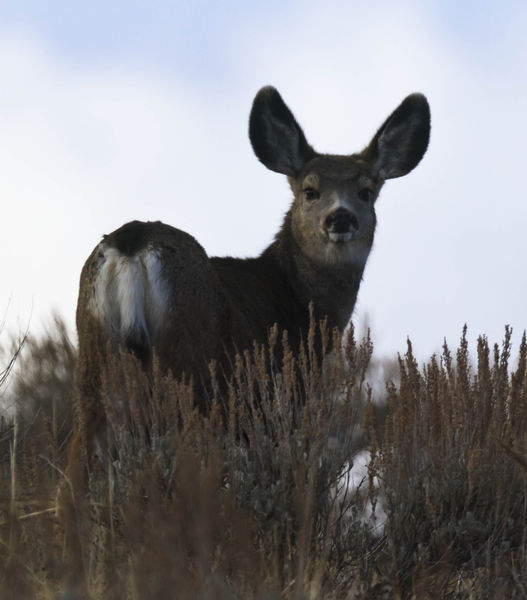 Amazing Ears. Photo by Dave Bell.