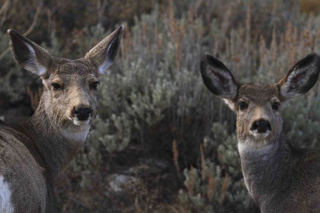 Cute Buggers. Photo by Dave Bell.