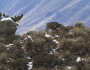 Ridgeline. Photo by Dave Bell.