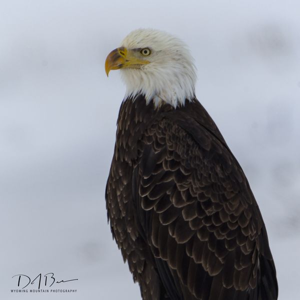 Ignoring Me. Photo by Dave Bell.