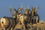 Buck Points. Photo by Dave Bell.