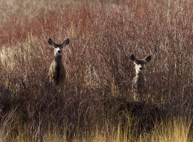 First There Were Two..... Photo by Dave Bell.