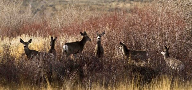 ....Then There Were Seven. Photo by Dave Bell.