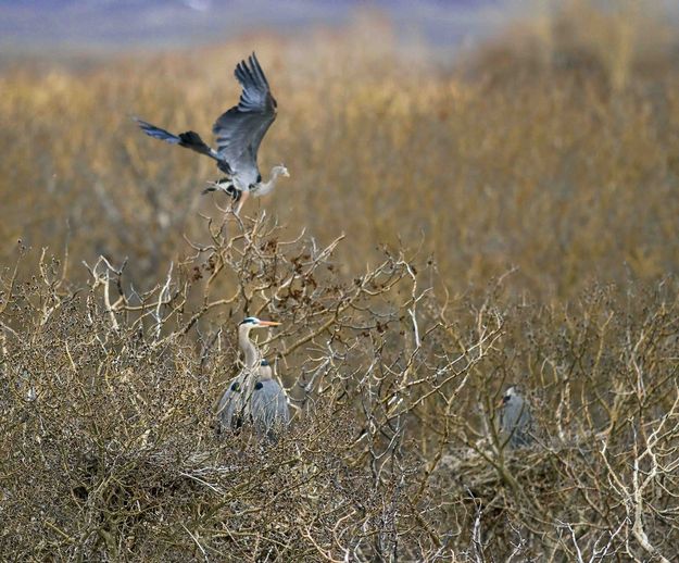 Great Blue Herons On The Nest. Photo by Dave Bell.