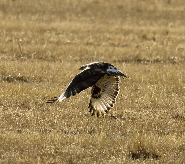 Rough Legged Hawk. Photo by Dave Bell.