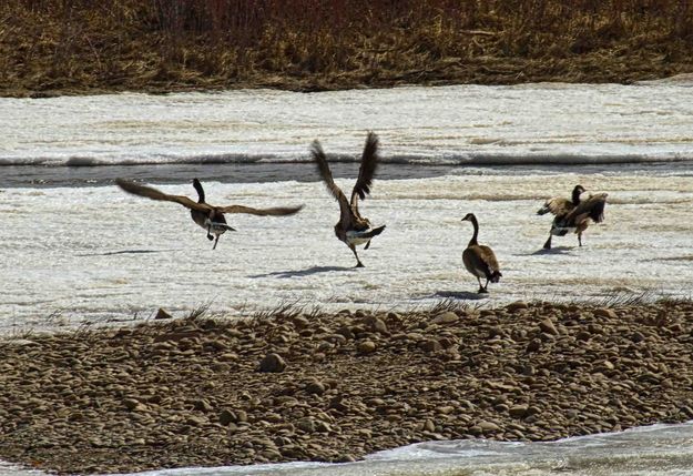 Goose Wars. Photo by Dave Bell.