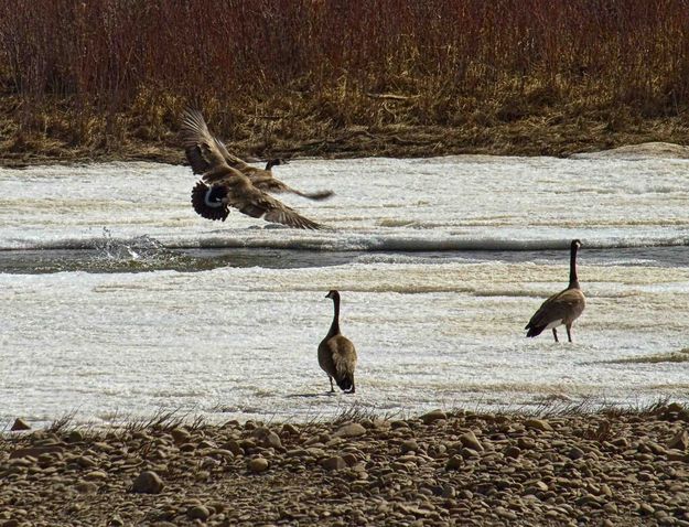Wild Goose Chase. Photo by Dave Bell.
