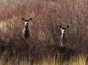 First There Were Two..... Photo by Dave Bell.