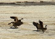 Goose Strut. Photo by Dave Bell.