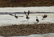 Goose Wars. Photo by Dave Bell.