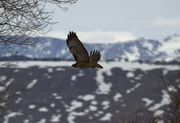 Hawk In Flight. Photo by Dave Bell.