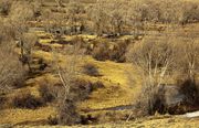 New Fork River Bottom. Photo by Dave Bell.