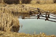 Spring Pond. Photo by Dave Bell.